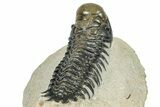 Detailed Crotalocephalina Trilobite - Exposed Hypostome #249770-5